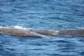 Baird's Beaked Whales